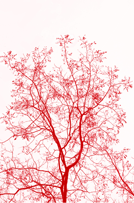 나무,혈관,tree,red,빨강,bloodvessels,식물,자연,plants,nature,나무,trees,wood,색깔,색상,색채,색감,color sense,color sensitivity,feeling of color