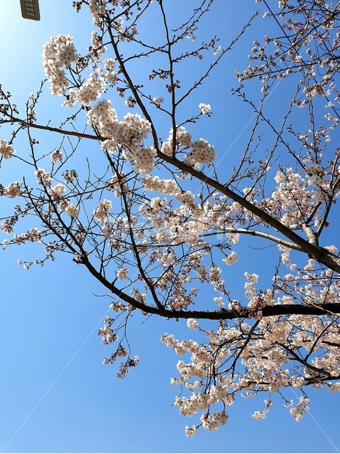 plant,식물,blossom,꽃,flower,벚꽃,cherryblossom