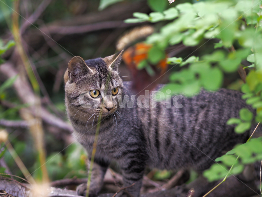 고양이,야옹이,길고양이,cat,길냥이,얼룩고양이,눈빛,눈동자,경계,경계태세,어린고양이,새끼고양이,줄무늬고양이,줄무늬,동물,animal,포유류,mammal,고양이,cat,kitten,kitty