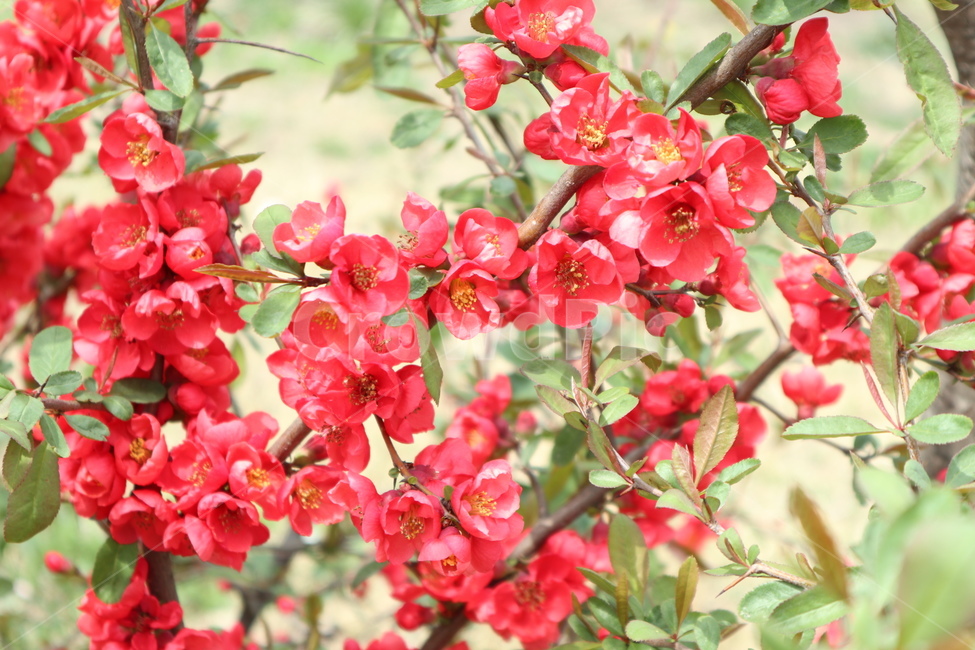 봄,꽃,나무,계절,자연,spring,flower,tree,season,힐링,healing,식물,자연,plants,nature,꽃,flower