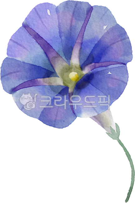 birthday,Decorating a diary,September,Tattoo,flower design,nature,flower painting,birth flower,arbor day,tattoo design,floral design,flower,morning glory,Dakku,watercolor,painting,flower illustration,plant illustration,plant,Watercolor,morningglory