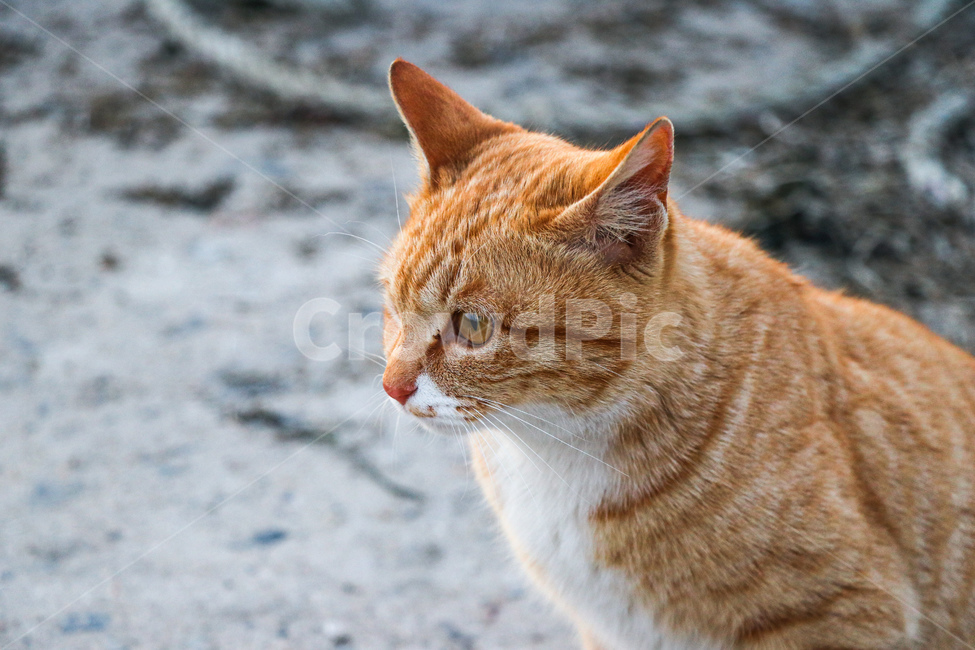 동물,고양이,애완동물,포유류,cat,pet,mammal,동물,animal,포유류,mammal,고양이,cat,kitten,kitty