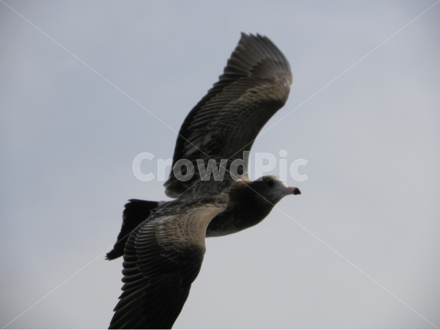 갈매기,seagull,gull,seamew,mew,동물,animal,조류,새,birds
