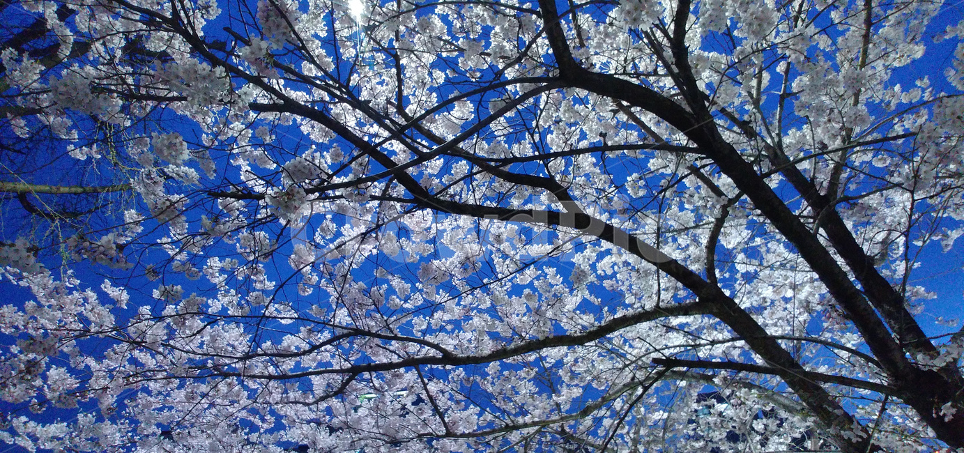 벚꽃나무,벚꽃,벗꽃,꽃,만개,불광천,봄,계절,spring,season,plant,식물,flower,cherry blossom,blossom