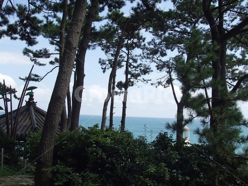 바다,소나무,하늘,숲,나무