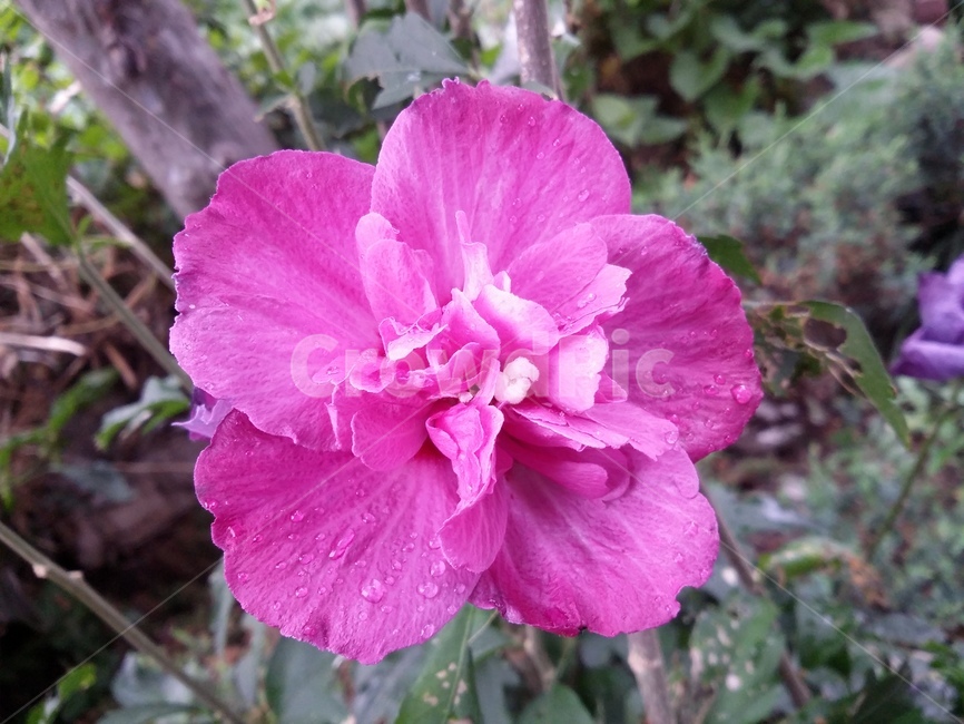 flower,꽃,plant,식물,자연,식물,자연,plants,nature,꽃,flower