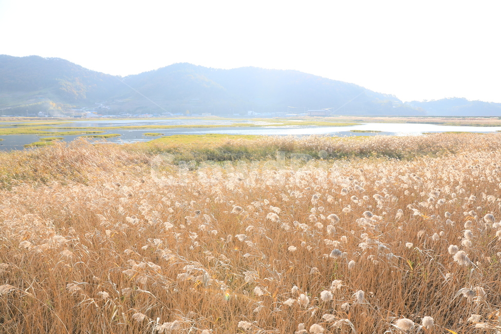 여수가사리,갈대,습지,가을,풍경,가을,계절,fall,autumn,season,자연,풍경,nature,landscape,한국자연풍경,한국자연경관,korea nature landscape