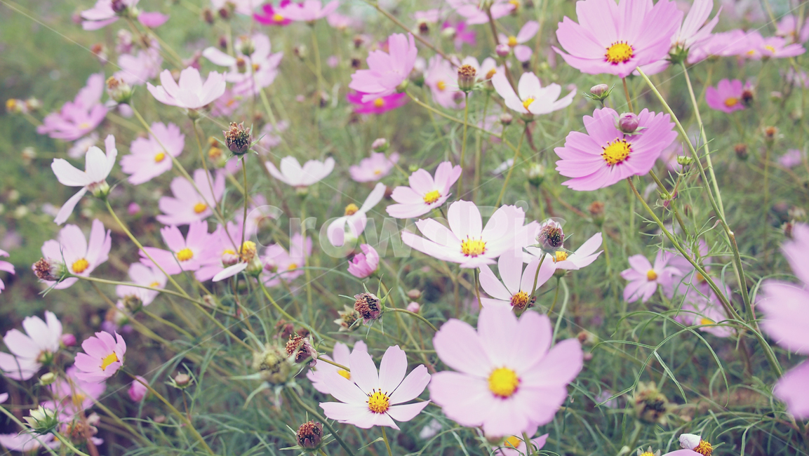 해바라기,가을꽃,cosmos,코스모스,꽃밭,꽃봉우리,가을,가을,계절,fall,autumn,season,식물,자연,plants,nature,꽃,flower,plant,petal,꽃잎,blossom