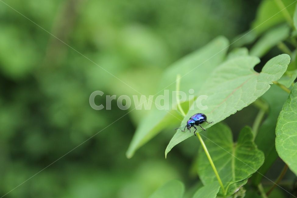 곤충,봄,딱정벌레,자연,풀,식물,자연,plants,nature,동물,animal,곤충,벌레,insect,bug