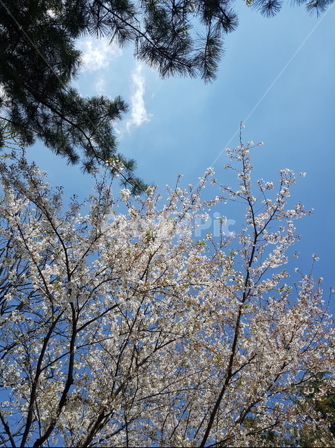 봄,벚꽃,하늘,벚꽃나무,봄날씨,봄,계절,spring,season,자연,풍경,nature,landscape,plant,식물,tree,나무