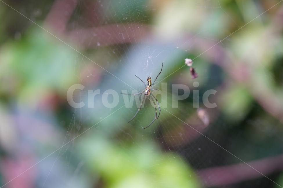 landscape photography,Spider web,macro photo,nature,feeling,life,bug,affix,vitality,insect,sight,Mystery,spider