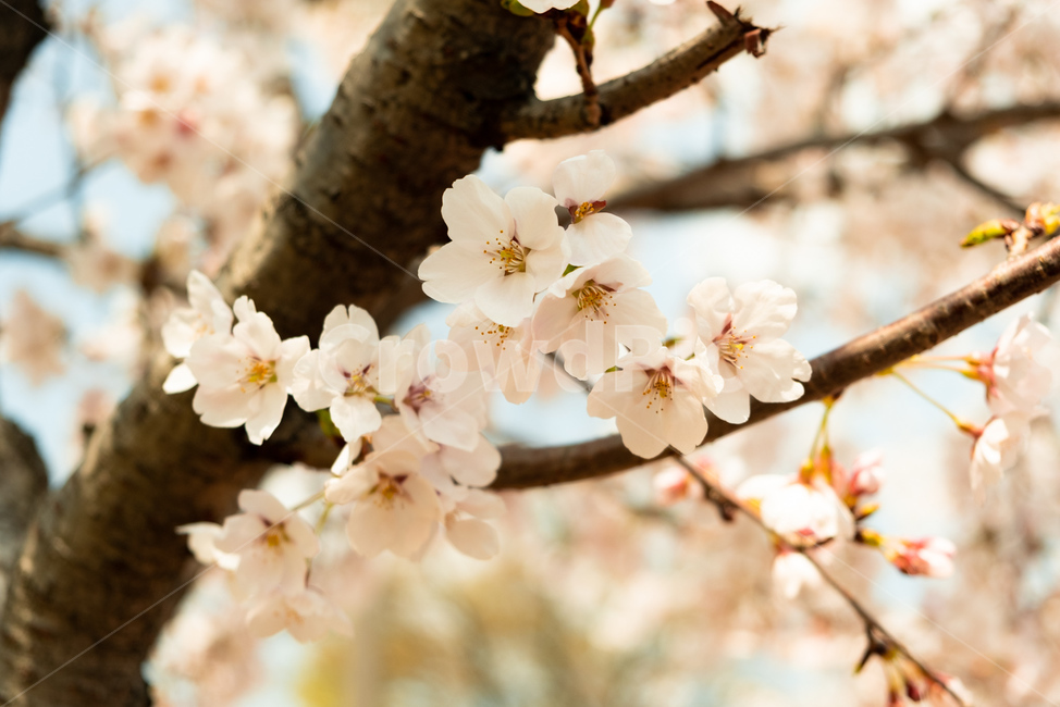 벚꽃,꽃,봄,벚꽃나무,감성,자연,flower,cherryblossom