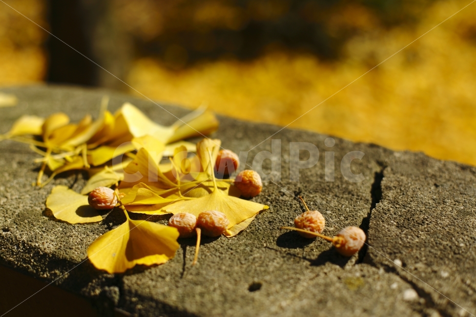 은행나무,단풍,가을,은행,노란색,분위기,풍경,시골,fall,autumn,season,자연,가을,계절,fall,autumn,season,과일,열매,fruit,leaf,잎,plant,식물
