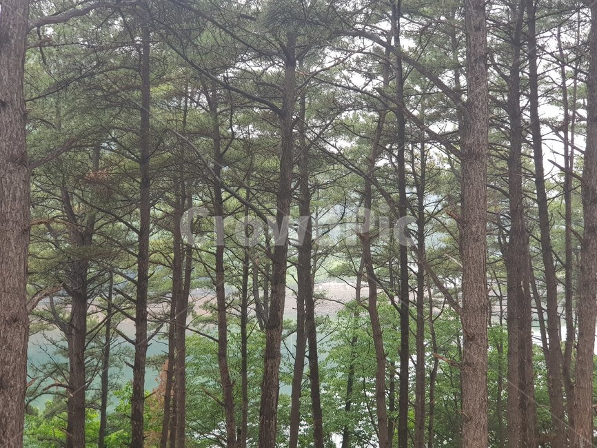 소나무,송림,나무,호수,산,숲,소나무숲,trees,mountain,woods,lake,tree