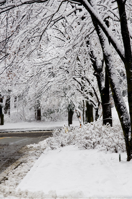 nature,자연,snow,눈,설경,white,겨울,winter,겨울왕국,겨울,계절,winter,season
