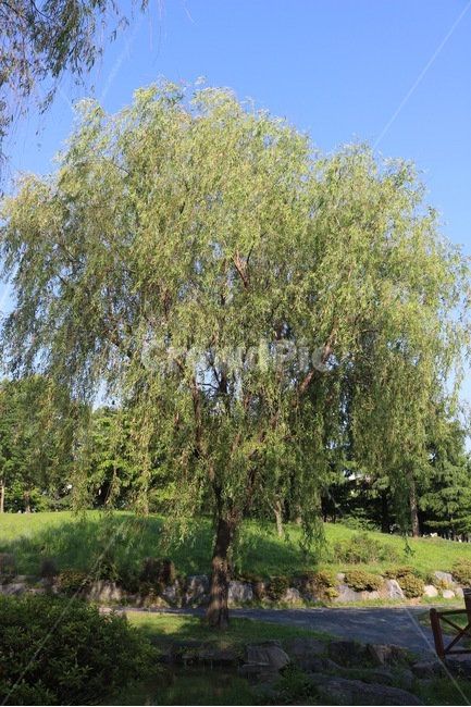 버드나무,나무,식물,하늘,자연,초록,willows,tree,plants,sky,nature,green,skyblue,yanagiki,ki,shokubutsu,sora,midori,sorairo,식물,자연,plants,nature,나무,trees,wood