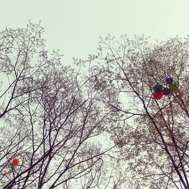 벛꽃,풍선,흐린날,봄꽃,여의도,자연,풍경,nature,landscape