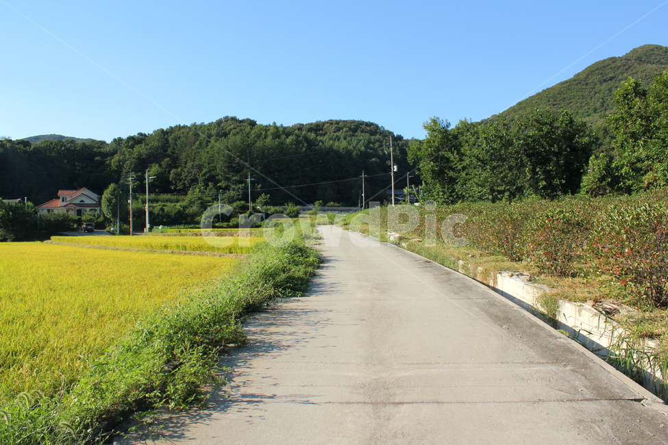 산,나무,숲,자연,식물,풍경,낮,파랑,블루,파란색,하늘,농촌,주택,농작물,논,농경지,벼,풀,잡초,길,도로,시멘트,콘크리트,시골길,녹색,그린,초록색,농사,시골,자연,풍경,nature,landscape,한국자연풍경,한국자연경관,korea nature landscape,시골,마을,country,rural,town,road,outdoors,옥외