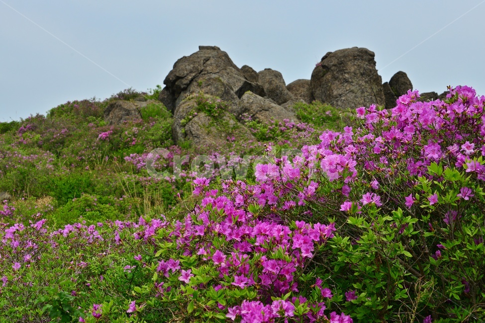 hill,언덕,flower,blossom,꽃,plant,식물,outdoors,옥외,nature,자연,경치,경관,풍경,보성,초암산,초암산봄,조암산철쭉꽃,절쭉꽃,철쭉