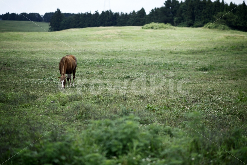 말,목장,초록,자연,제주도,동물,animal,포유류,mammal,산업,industry,industrial,목축업,목장,livestock farming,ranching,pasture