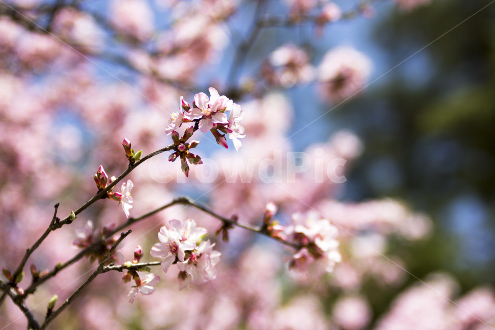 꽃,풍경,봄꽃,곤지암,화담숲,봄,봄,계절,spring,season,식물,자연,plants,nature,꽃,flower,plant