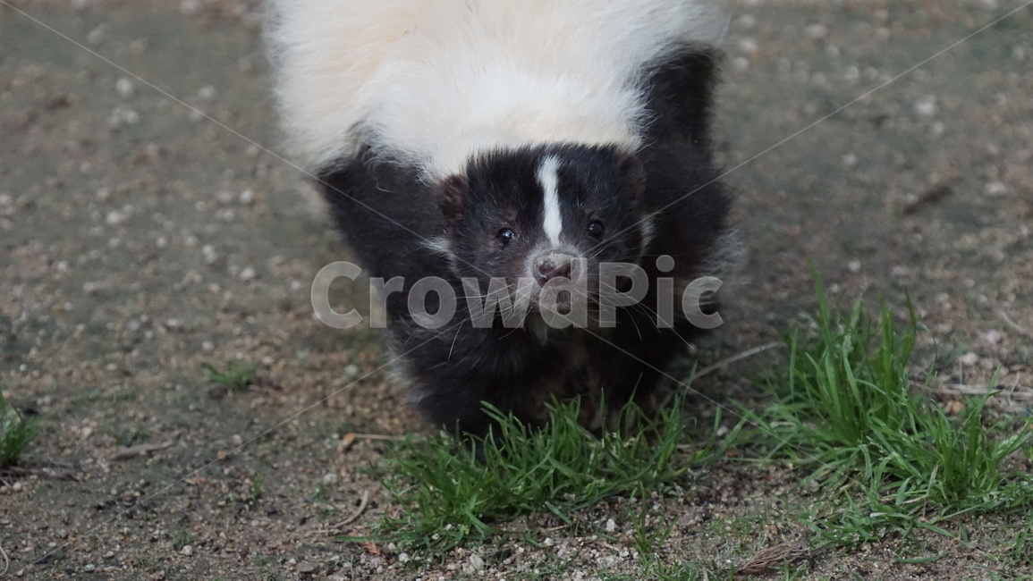 스컹크,줄무늬스컹크,냄새,방귀,동물,애니멀,동물원,animal,동물,animal,포유류,mammal