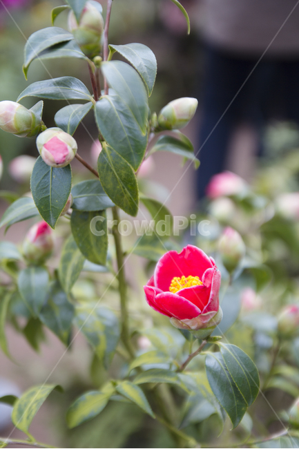 꽃사진,배경,여름,여름꽃,피어나는꽃,식물,자연,plants,nature,꽃,flower