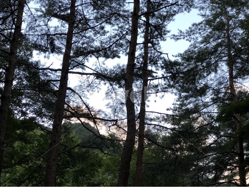 여름,휴가,산,나무,식물,하늘,자연,초록,summer,natsu,vacation,kyuuka,mountain,yama,tree,ki,plants,shokubutsu,sky,sora,nature,green,midori,자연,풍경,nature,landscape,식물,plants,나무,trees,wood,plant,fir,전나무