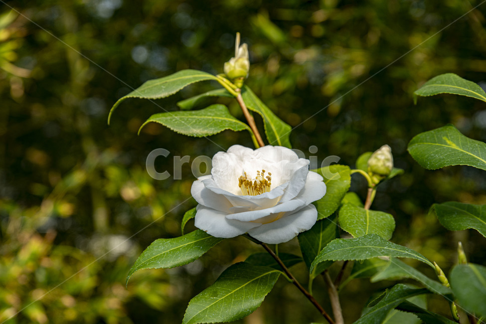 꽃,동백,겨울꽃,동백꽃,식물,이화원,식물원,꽃,flower
