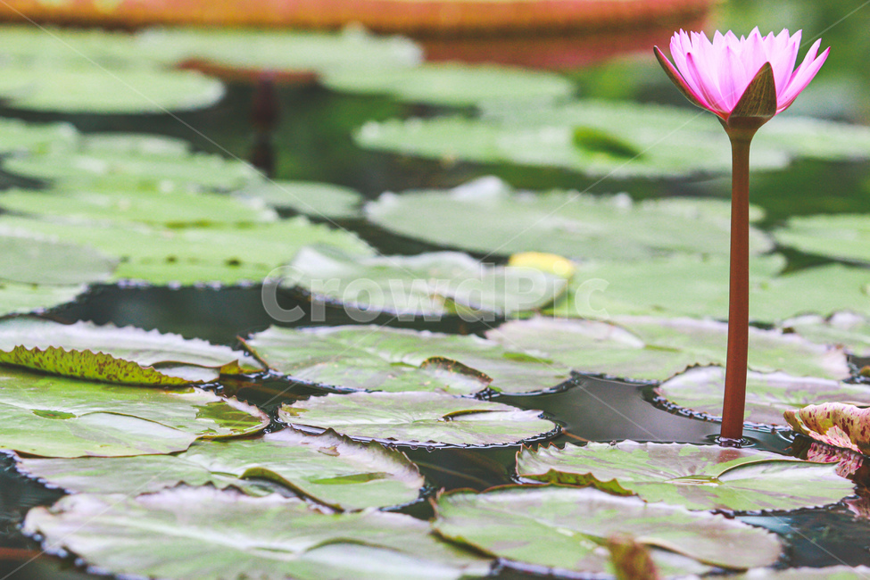 꽃,flower,식물,연못백합,연꽃,연잎,plant