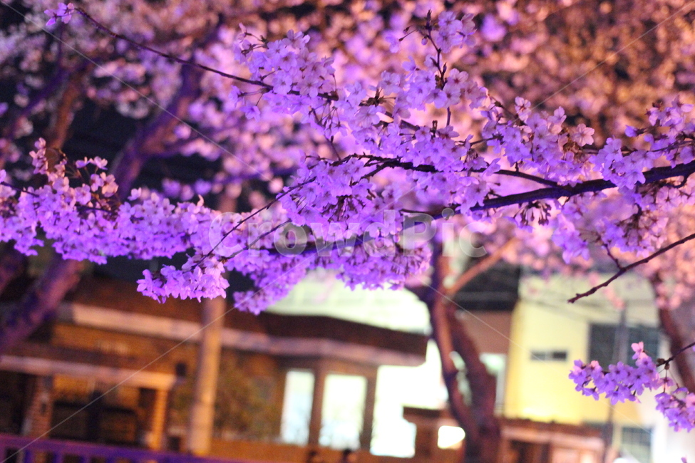 벚꽃,야경,꽃,blossom,cherryblossom,식물,자연,plants,nature,꽃,flower