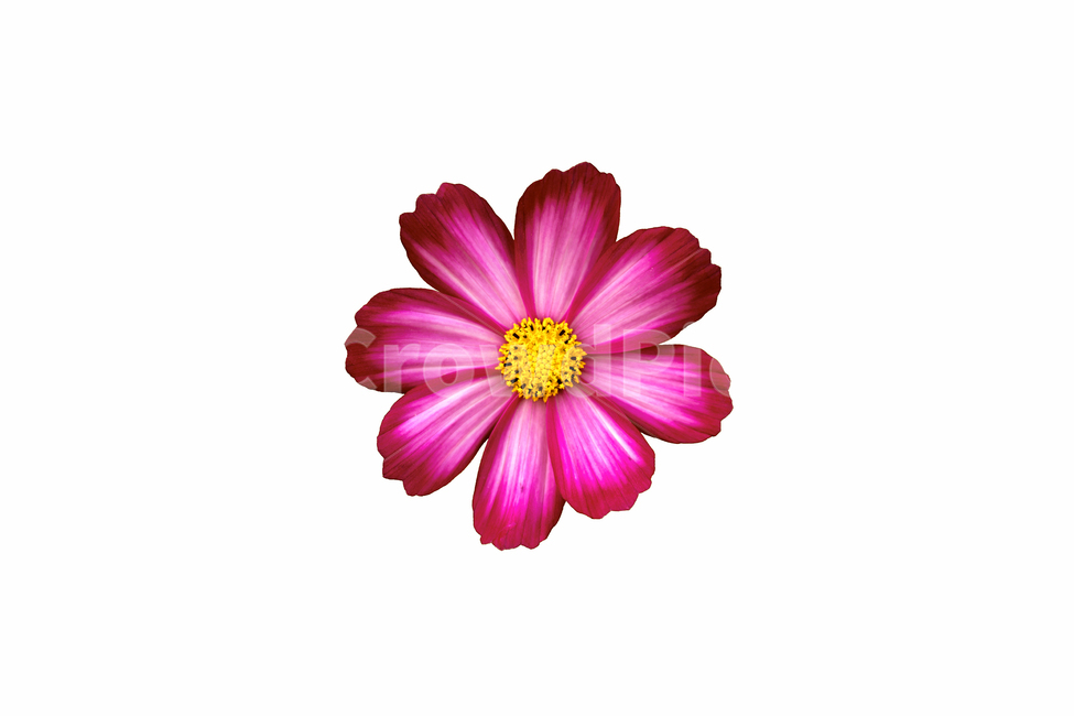 꽃,식물,코스모스,꽃잎,잎,flower,petal,plant,blossom,식물,자연,plants,nature,꽃,flower