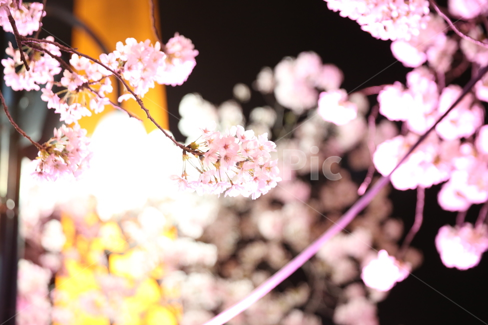 plant,식물,flower,blossom,꽃,벛꽃,야경,봄,계절,spring,season,야경,밤,풍경,nightscape,night,landscape