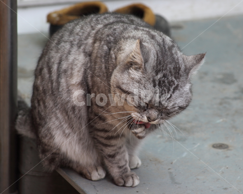 반려묘,고양이,길냥이,동물,cat,동물,animal,포유류,mammal,고양이,cat,kitten,kitty