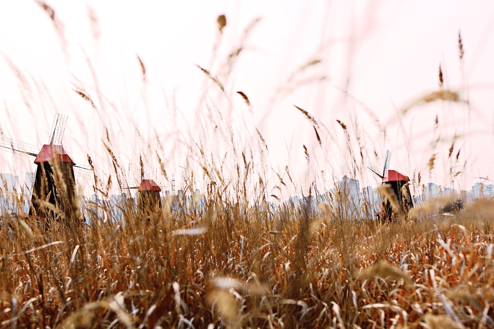 풍차,갈대,배경,자연,풍경,하늘,가을,계절,fall,autumn,season,자연,풍경,nature,landscape,grass,잔디,plant,식물,lawn,reed