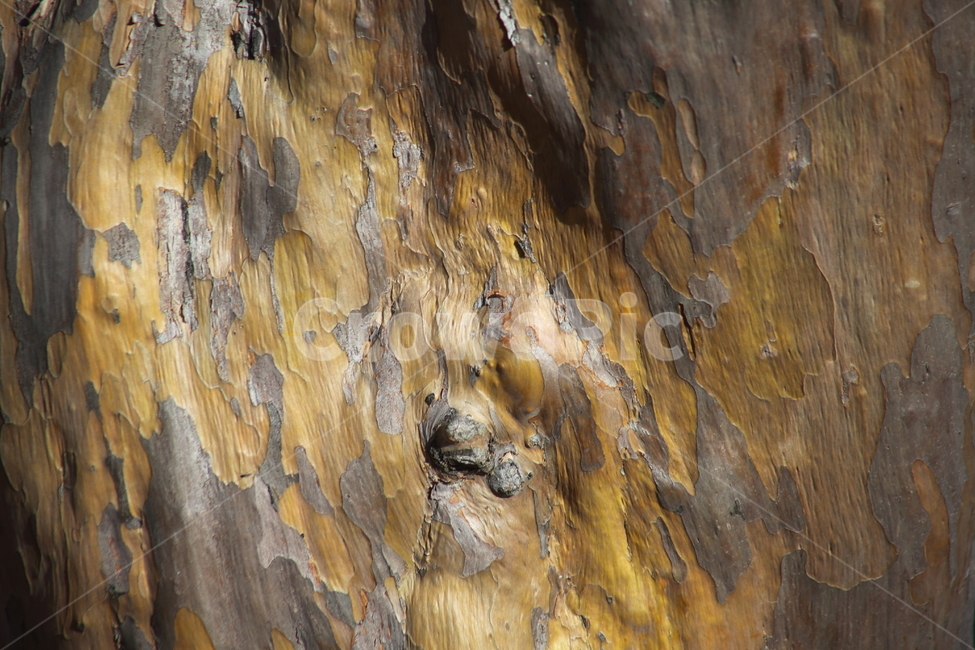 배롱나무,껍질,식물,crapemyrtle,bark,나무껍질,수피,식물,자연,plants,nature,나무,trees,wood