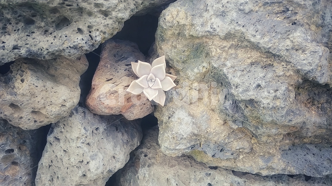 돌담,꽃,돌담꽃,제주,jejuisland,flower,자연,생명력