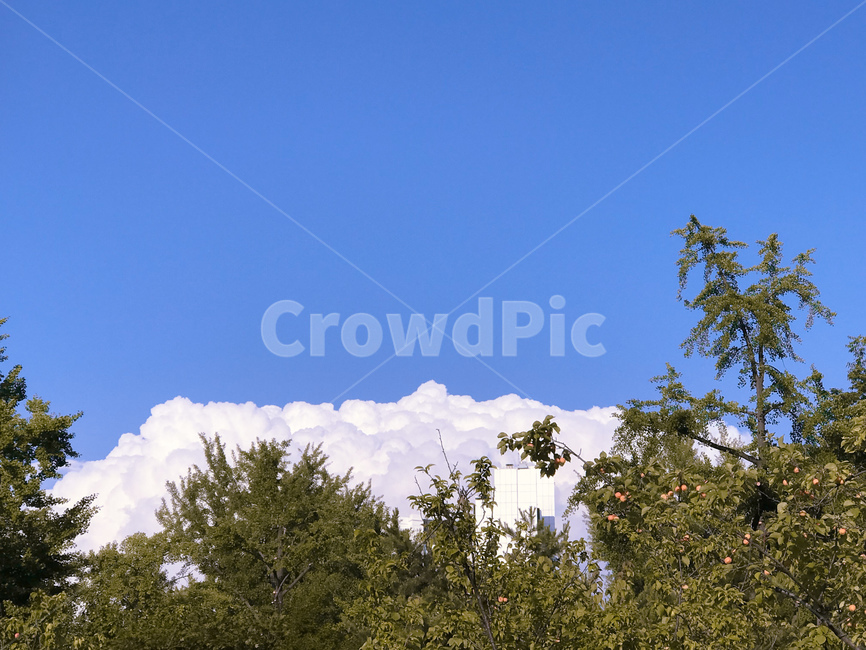 plant,식물,tree,나무,하늘,구름,풍경,자연,sky,cloud,landsacpe,nature,자연,풍경,nature,landscape
