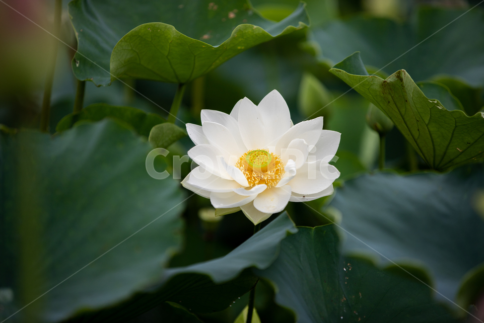 연꽃,여름,연잎,자연,꽃,flower