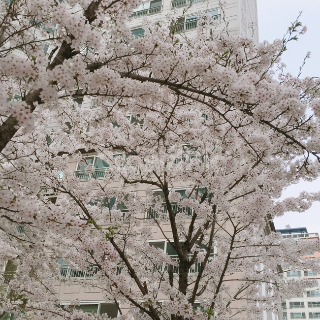 봄,벚꽃,벚꽃나무,꽃,감성