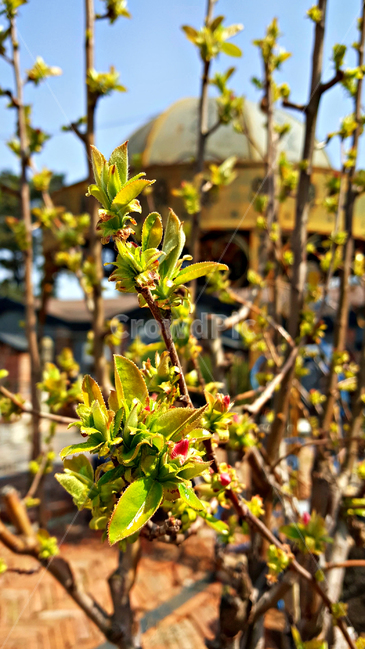 모과나무,새순,식물,plant,leaf,잎