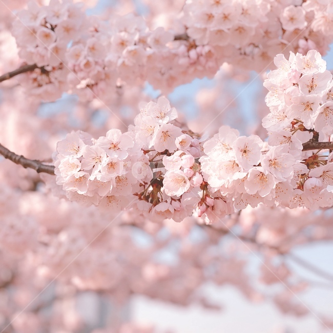 plant,봄,벚꽃,cherryblossoms,flower,하늘,spring,벚나무,봄,계절,spring,season