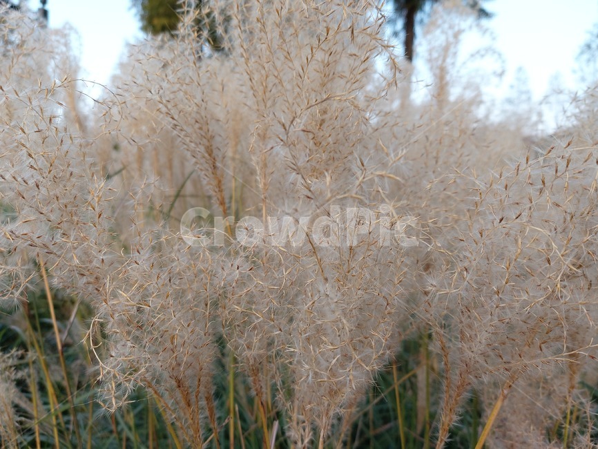 가을,옥외,식물,자연,autumn,outdoors,plant,nature,억새,갈대
