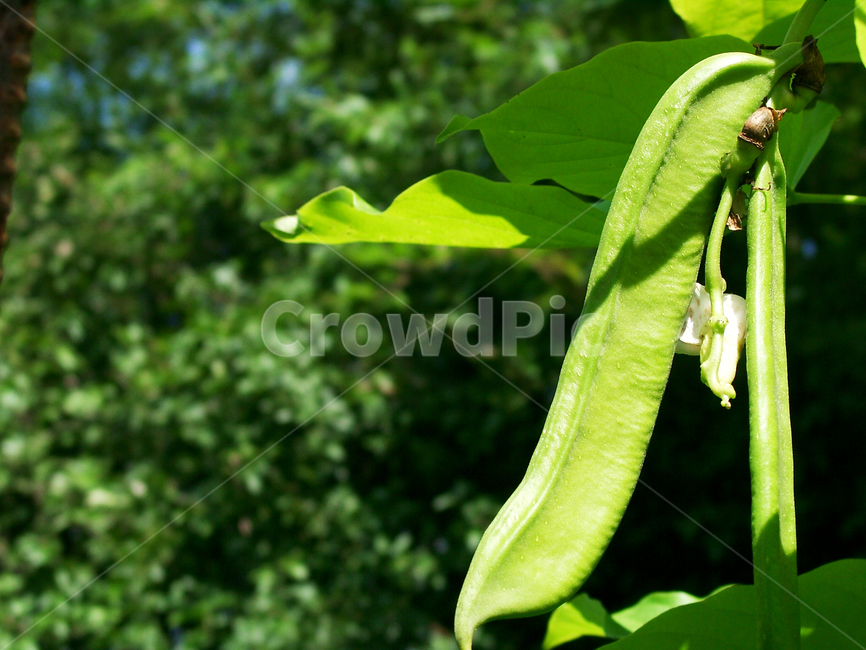 콩,작두콩,채소,농작물,야채,콩재배,식물,자연,plants,nature