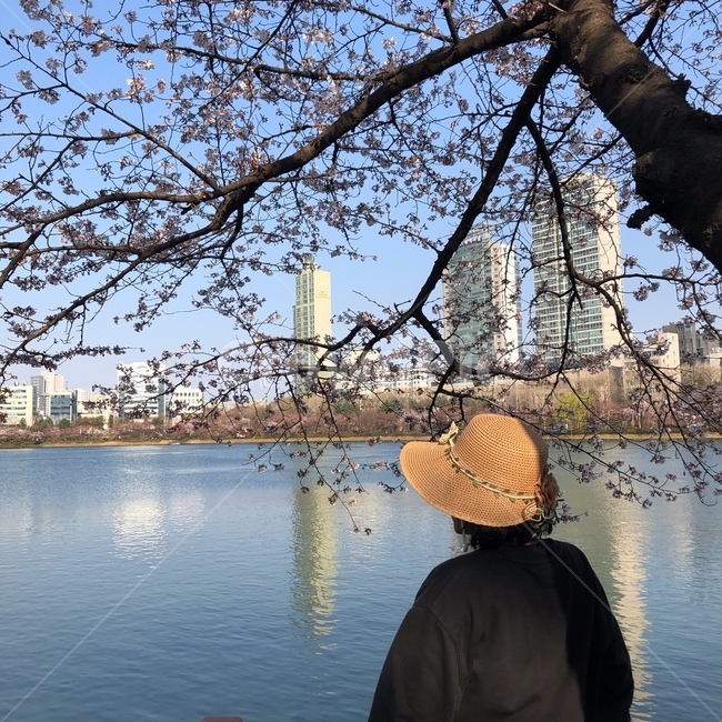 여자,뒷모습,석촌호수,벚꽃,벚나무,호수,빌딩,건물,모자,잠실,반사,인물,풍경