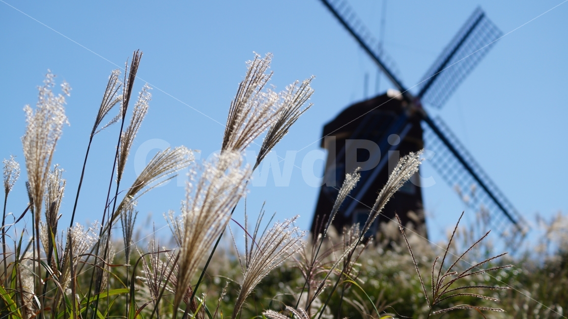 가을,갈대,풍경,자연,바람,가을,계절,fall,autumn,season,식물,자연,plants,nature,plant,grass,잔디,food,음식,vegetable,야채,grain,곡물