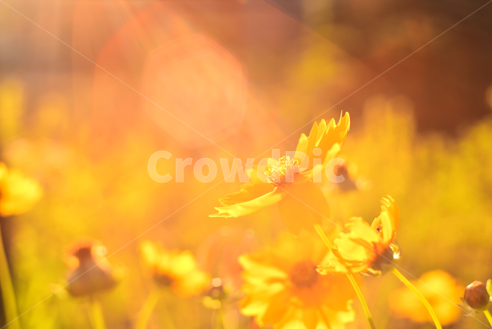 감성사진,분위기,꽃,느낌,몽환적,배경,바탕,백그라운드,background,feeling,emotional,sensible,yellow,노랑색꽃,노랑코스모스,식물,화초,야생화