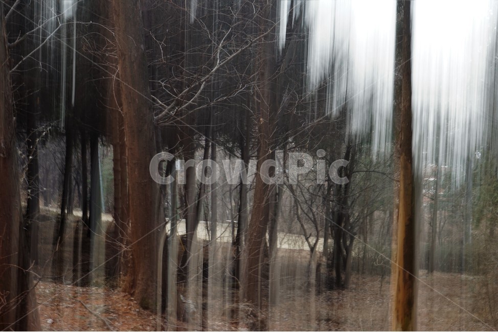 장노출,메타세콰이어숲,나무,자연,환상적,몽환적,자연,풍경,nature,landscape,outdoors,옥외