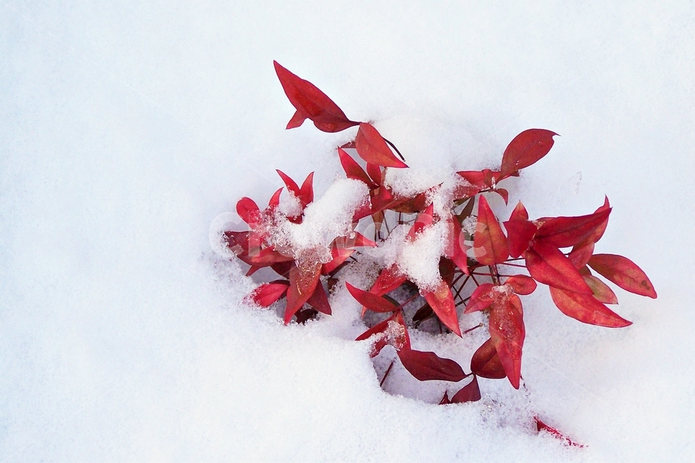 눈,겨울,빨강,잎,붉은색,계절,흰색,winter,snow,red,leaves,season,겨울,계절,winter,season