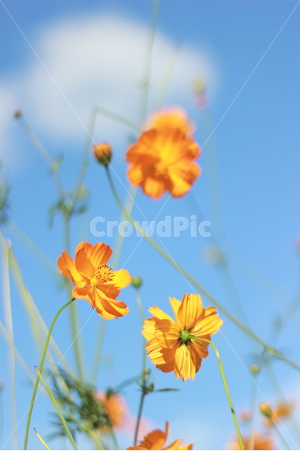 꽃,황화코스모스,노랑,노랑색,들꽃마루,가을,올림픽공원,식물,가을,계절,fall,autumn,season,식물,자연,plants,nature,꽃,flower,색깔,색상,색채,색감,color sense,color sensitivity,feeling of color,plant